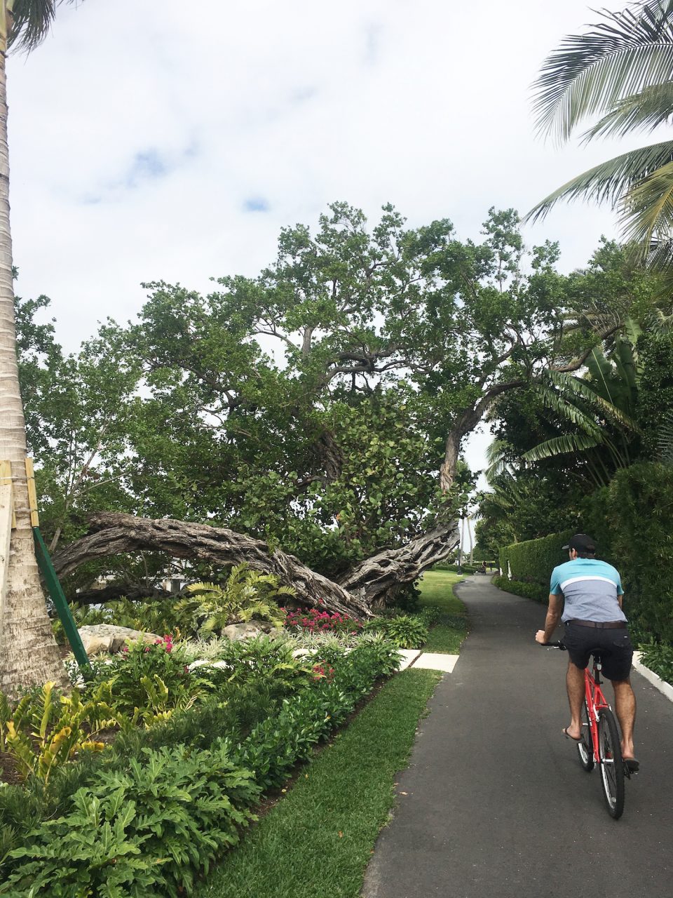 Florida has such interesting trees! 