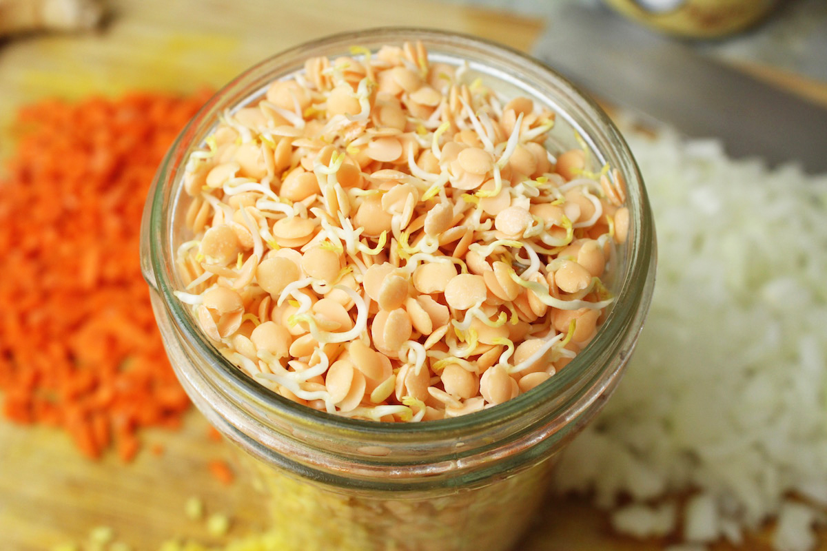 Sprouted red lentils ready to go!