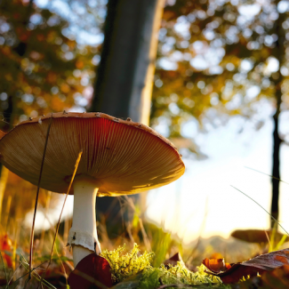The Healing Power of Mushrooms for Our Pets with Joni Kamlet